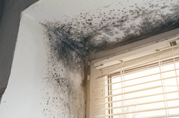Affordable Crawl Space Mold Remediation solutions in Williamston, MI